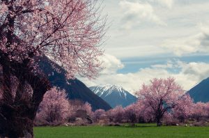 Paisaje natural con árboles en flor, montañas nevadas y cielo parcialmente nublado en Linzhi, Tíbet.